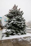 19.11.2022 Christbaum für die Kremser Feuerwehr